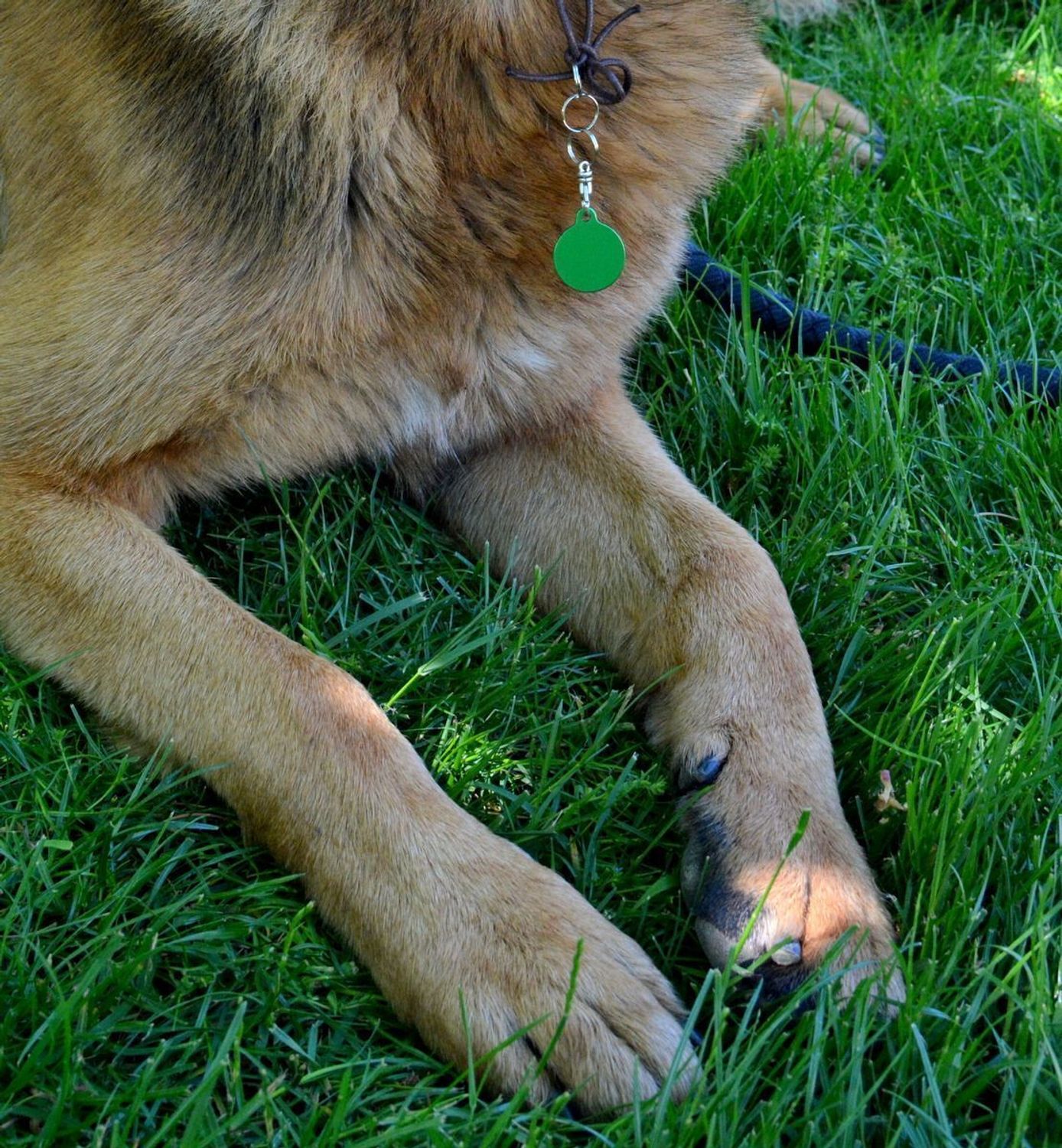 Kółko blaszka dla pupila zielona 2,5 cm z miejscem na grawer Kółko green M. Blaszka w formie adresówki, identyfikatora dla psa. Blaszka z miejscem na grawer. Na adresówce możemy wygrawerować np. imię psa i nr telefonu do właś.jpg